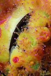 Jewel anemones on the shell of a mussle. Photographed at ... by Arthur Telle Thiemann 